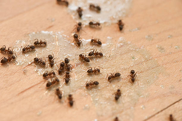 Best Pest Control for Businesses  in Doylestown, OH